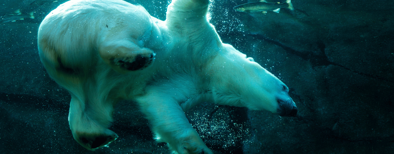 polar bear underwater