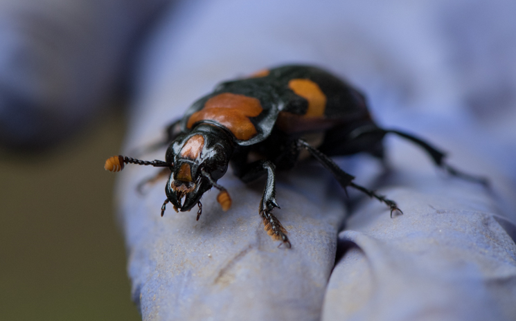 Beetle in gloved hand