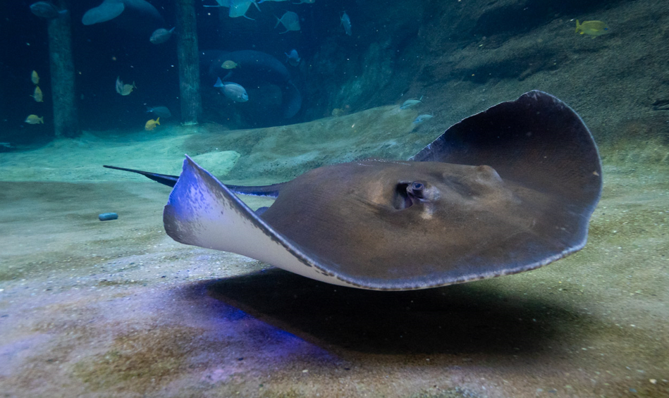 Stingray swimming