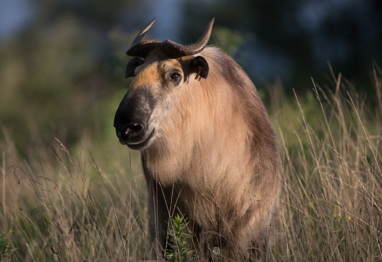 Takin in grass field